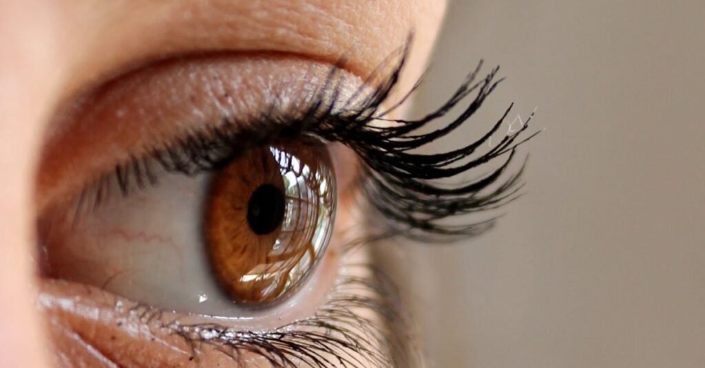 Detailed photo showing a brown eye with long eyelashes and eyebrow.